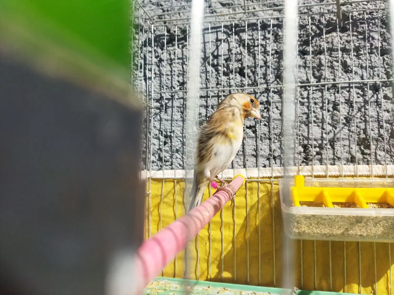 سهره قناری|پرنده|بهمن صغاد, |دیوار