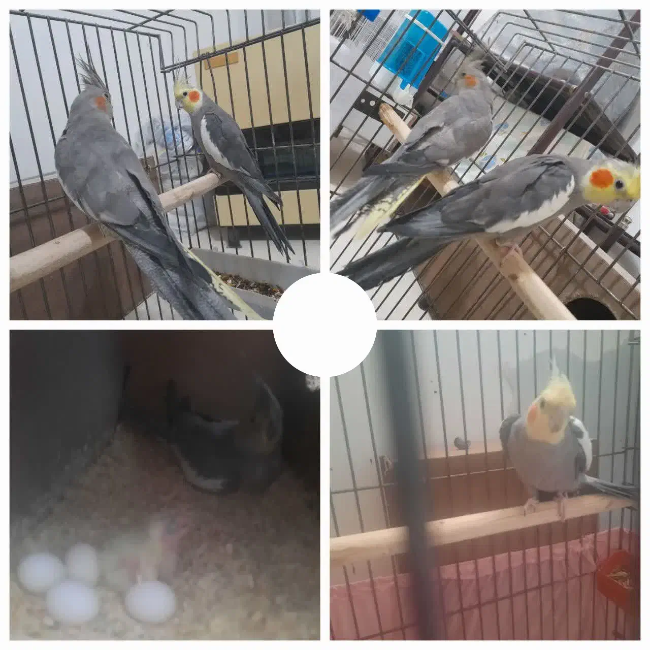 عروس هلندی مولد با تخم|پرنده|شهرکرد, |دیوار