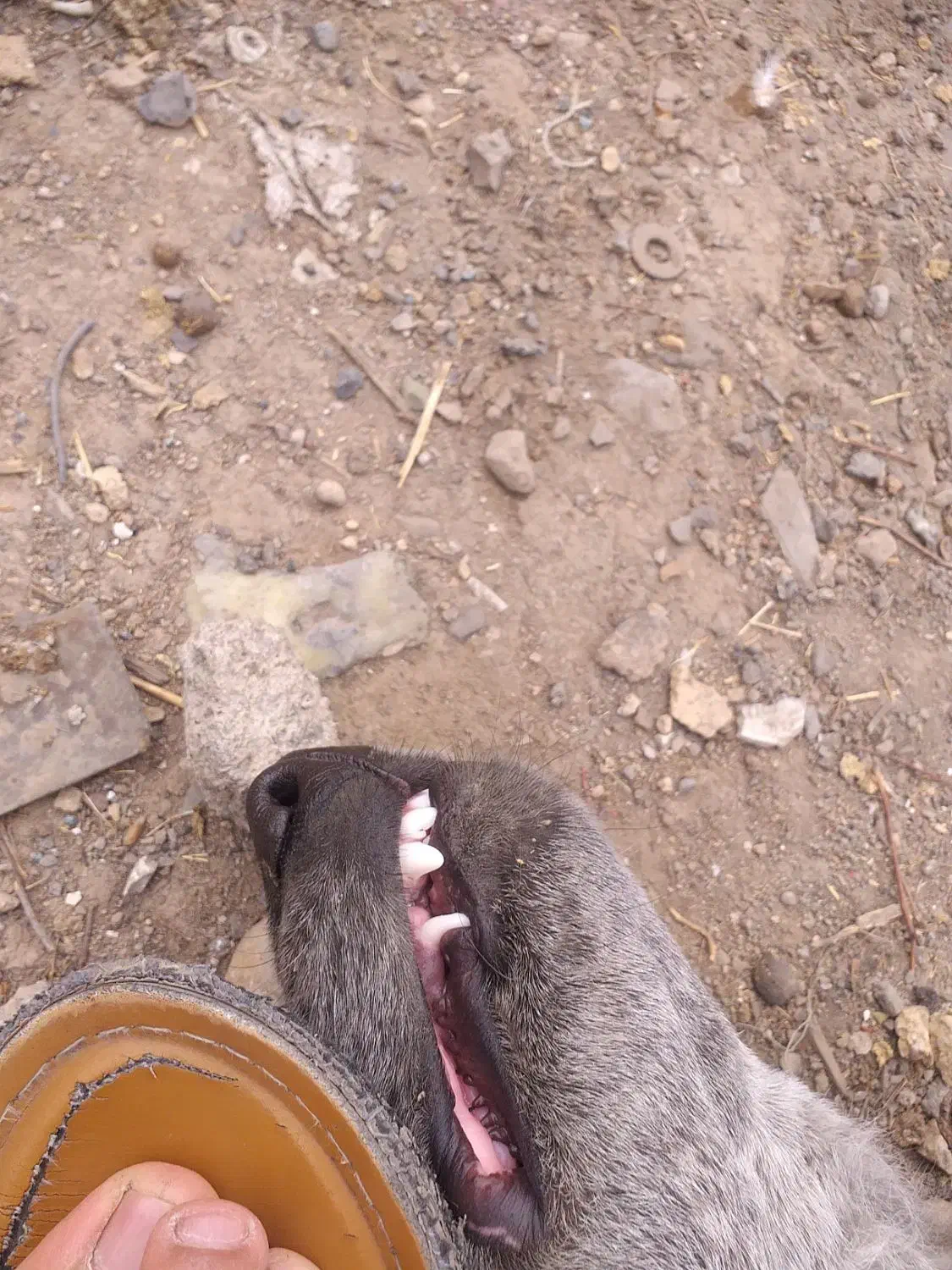 واگزاری توله قدرجونی اصیل|سگ|خرم‌آباد, |دیوار