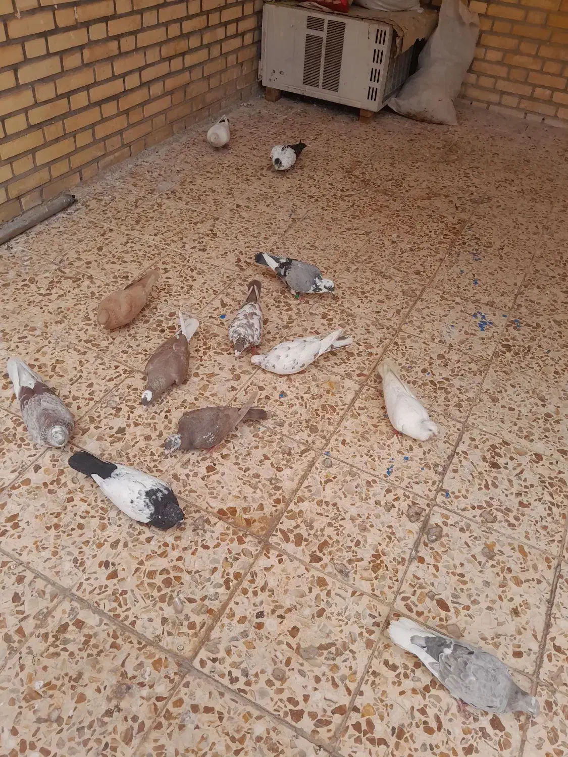 دوبال ۱۰۰|پرنده|دزفول, |دیوار