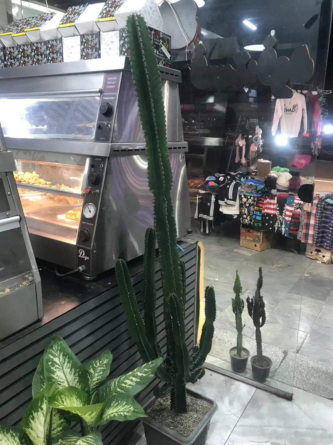 گل طبیعی|گل و گیاه طبیعی|کرج, حصارک بالا|دیوار