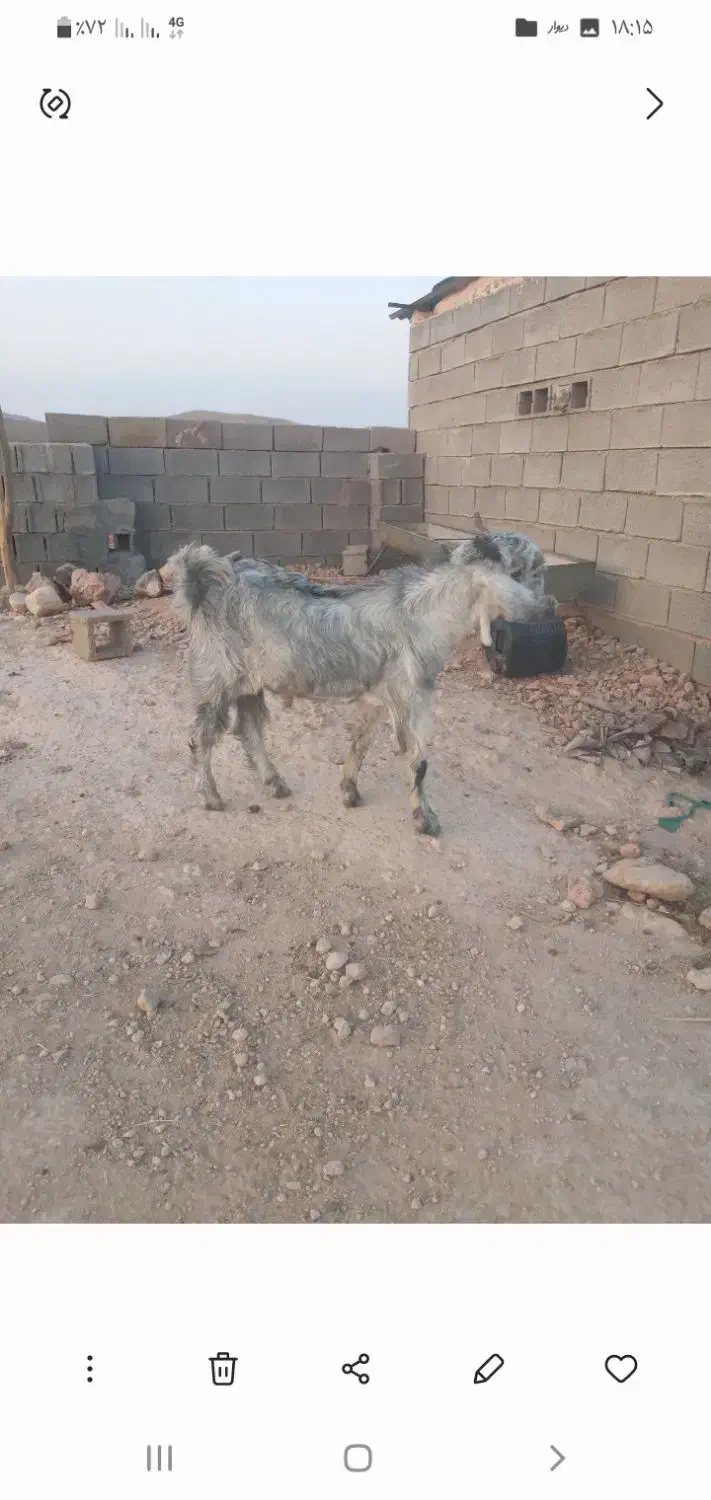 باسلام فروش ۱عدد بزگلابی ۳قلوزا|حیوانات مزرعه|جهرم, |دیوار