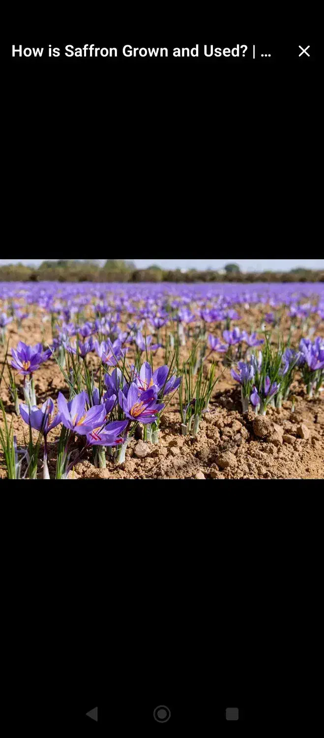 پیاز زعفران درجه 1|گل و گیاه طبیعی|گناباد, |دیوار