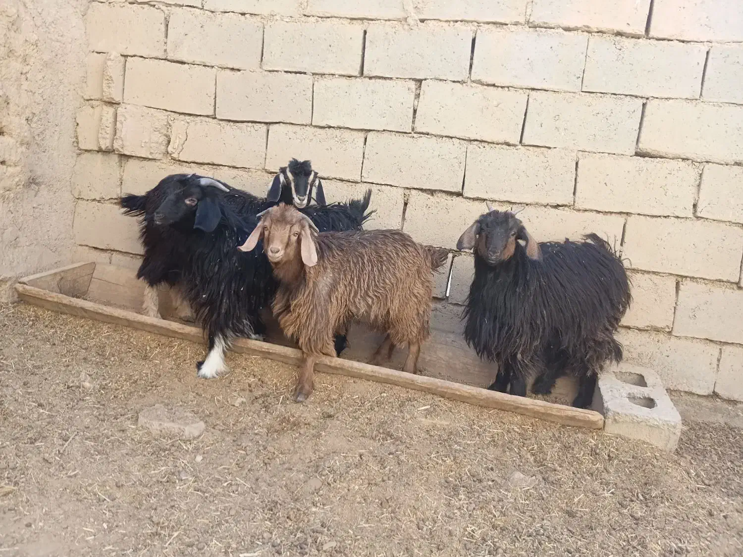 بزغاله فروشی|حیوانات مزرعه|شاهرود, |دیوار