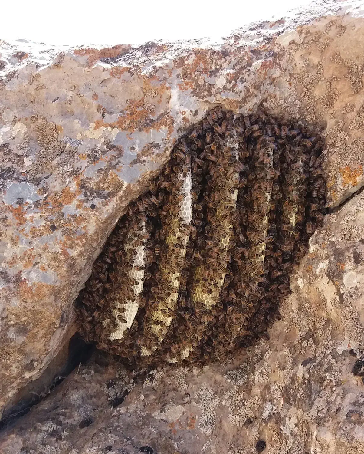 عسل وحشی ارگانیگ|خوردنی و آشامیدنی|سردرود, |دیوار