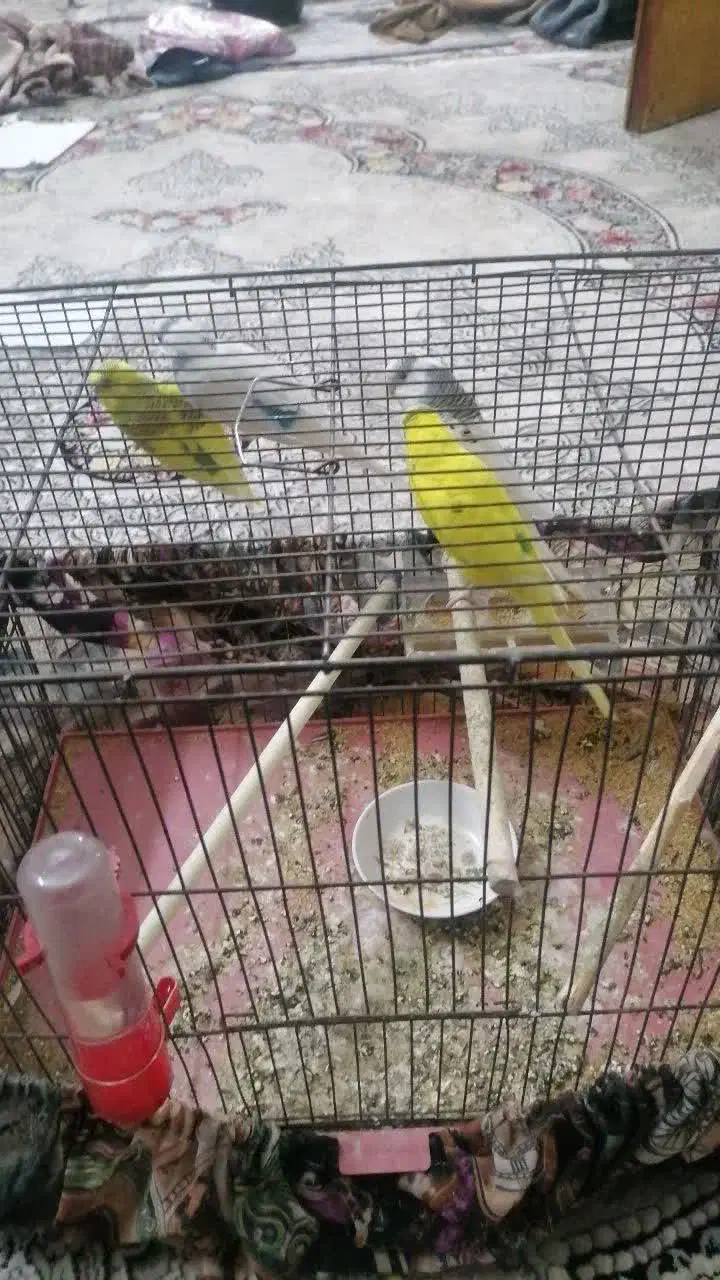 دو جفت مرغ عشق به شرط|پرنده|خمینیشهر, |دیوار