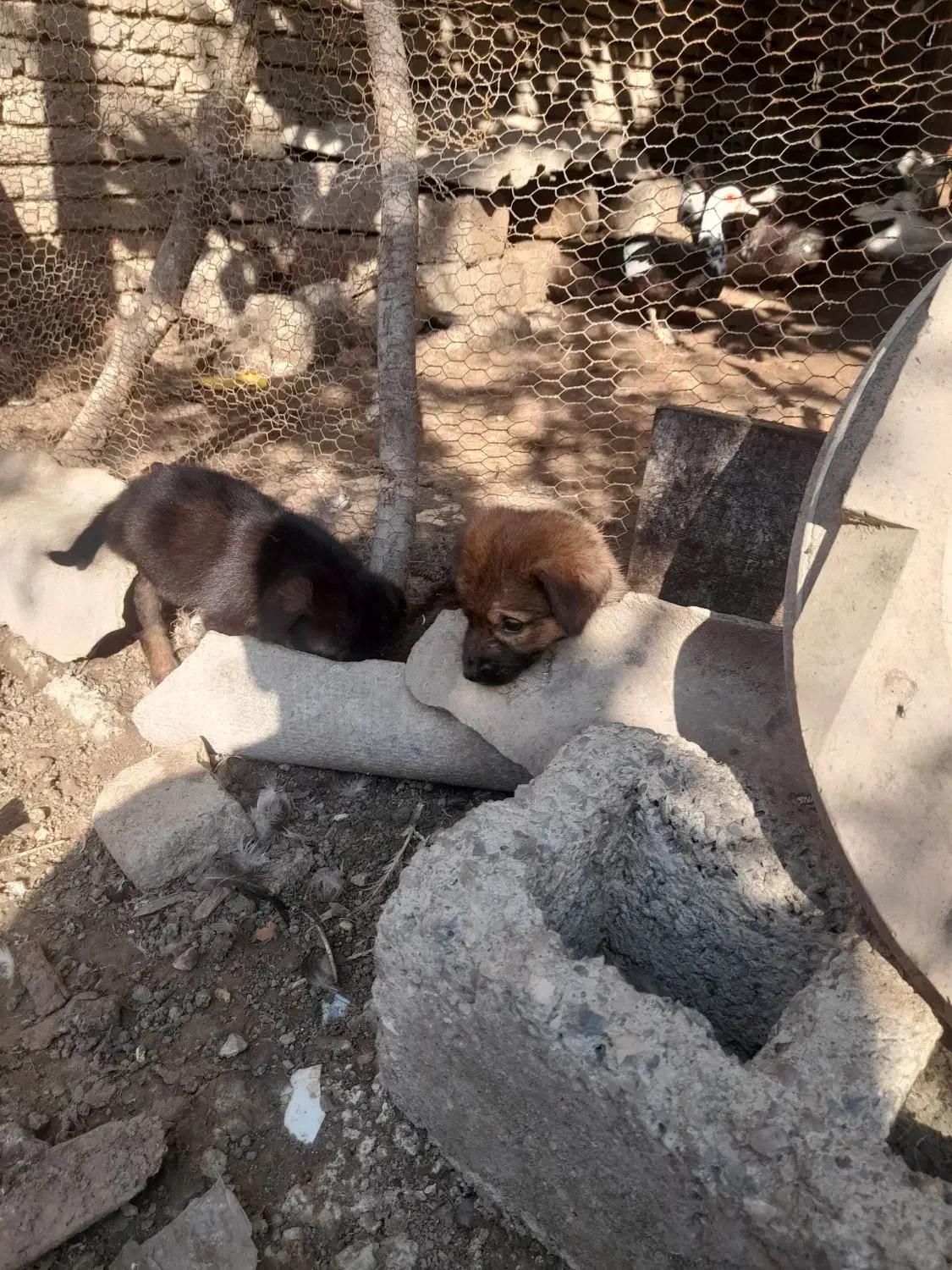 توله سگ|سگ|آکند, |دیوار