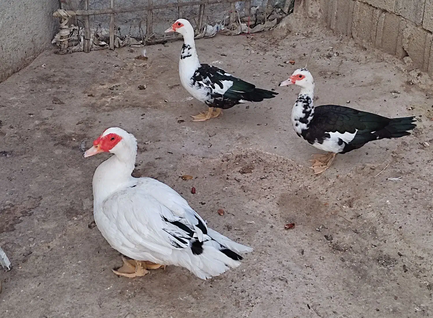 بشو روسی  ( سیکا )|حیوانات مزرعه|خشت, |دیوار