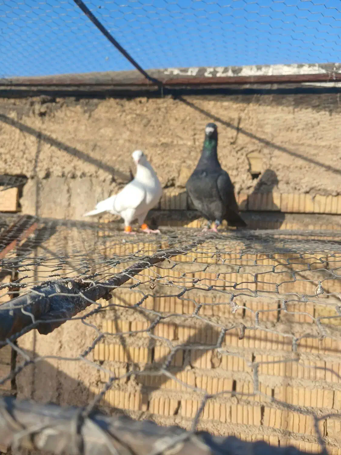کفتر|پرنده|شیراز, گلشن|دیوار