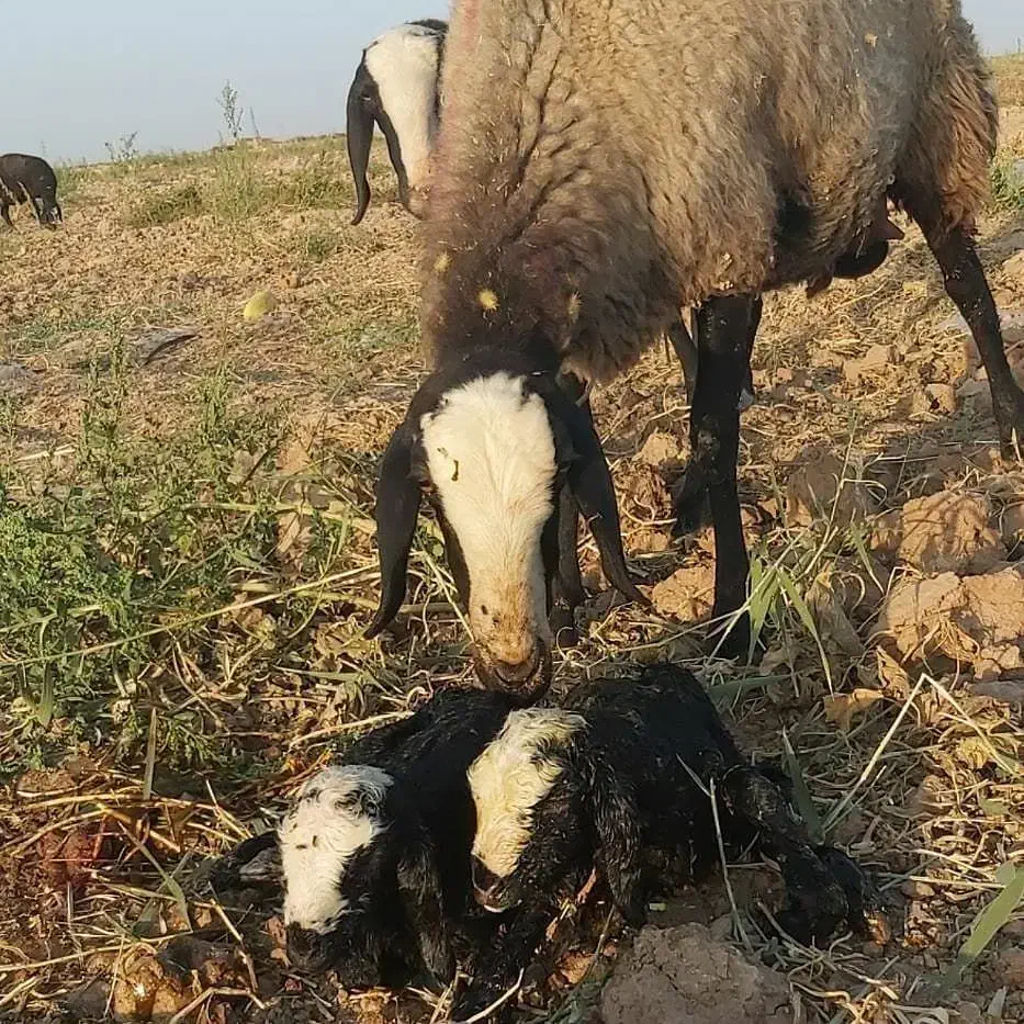 دام با کیفیت و گله داشتی|حیوانات مزرعه|زرند, |دیوار