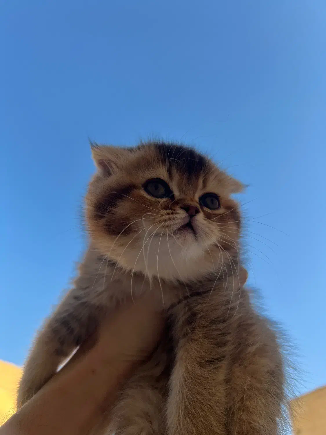 بریتیش گلد|گربه|تهران, بریانک|دیوار