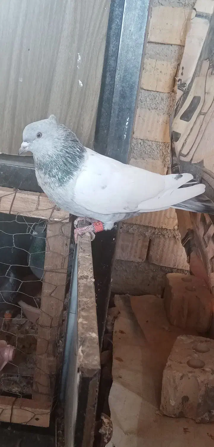 کبوتر سینه سبز|پرنده|شیراز, داریون|دیوار