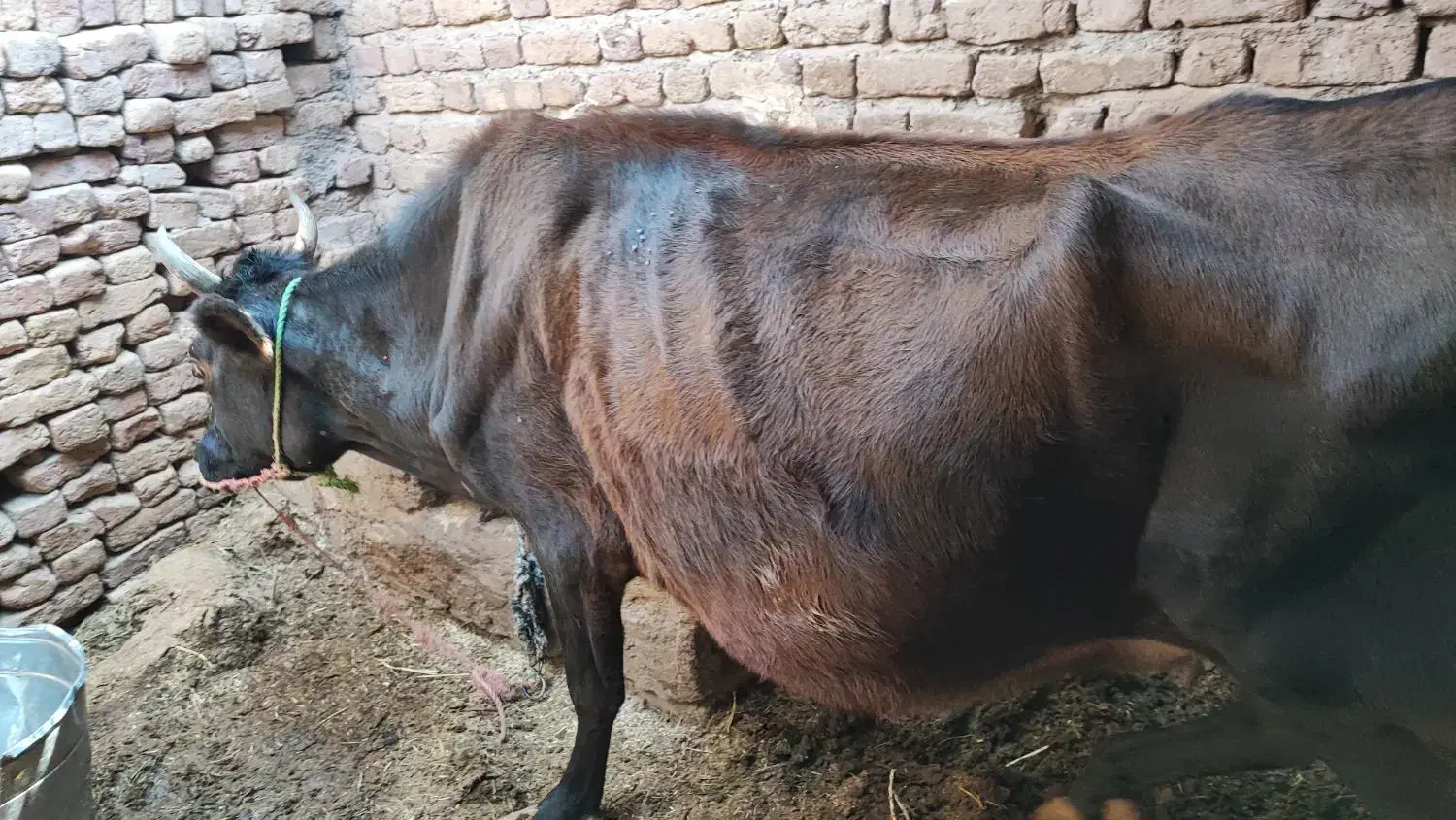 فروش یک عدد گاو و گوساله|حیوانات مزرعه|بم, |دیوار