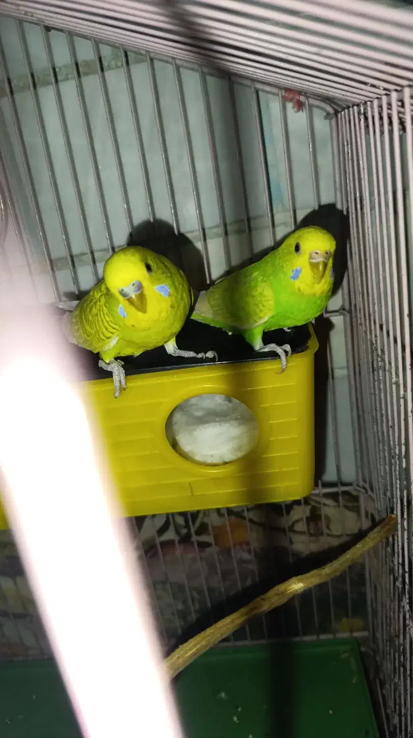 مرغ عشق مولد|پرنده|دورود, |دیوار