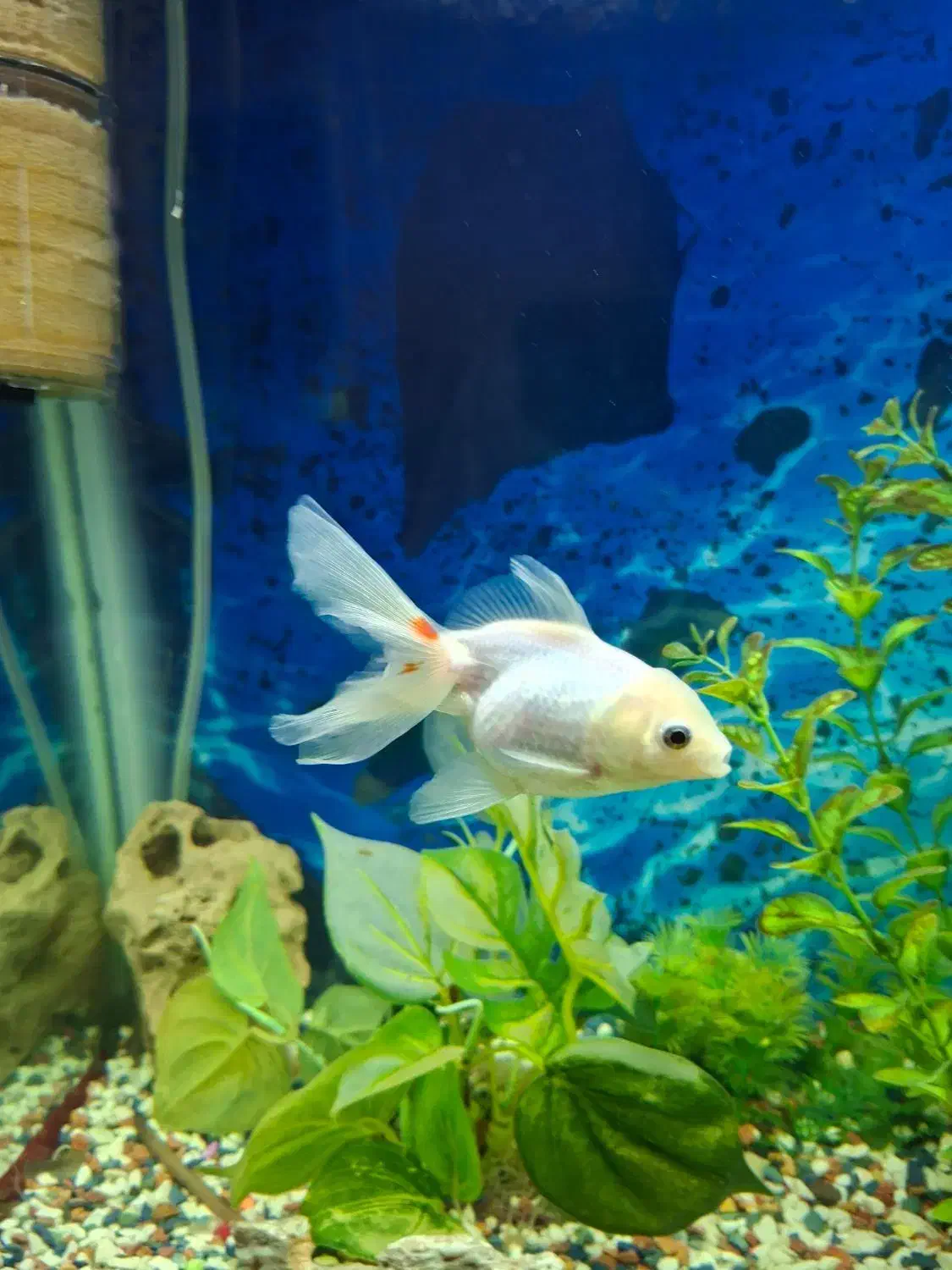 ماهی گلدفیش|ماهی|محمدشهر, محمدشهر|دیوار