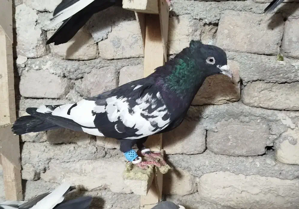 کبوتر|پرنده|مرودشت, فرهنگ|دیوار