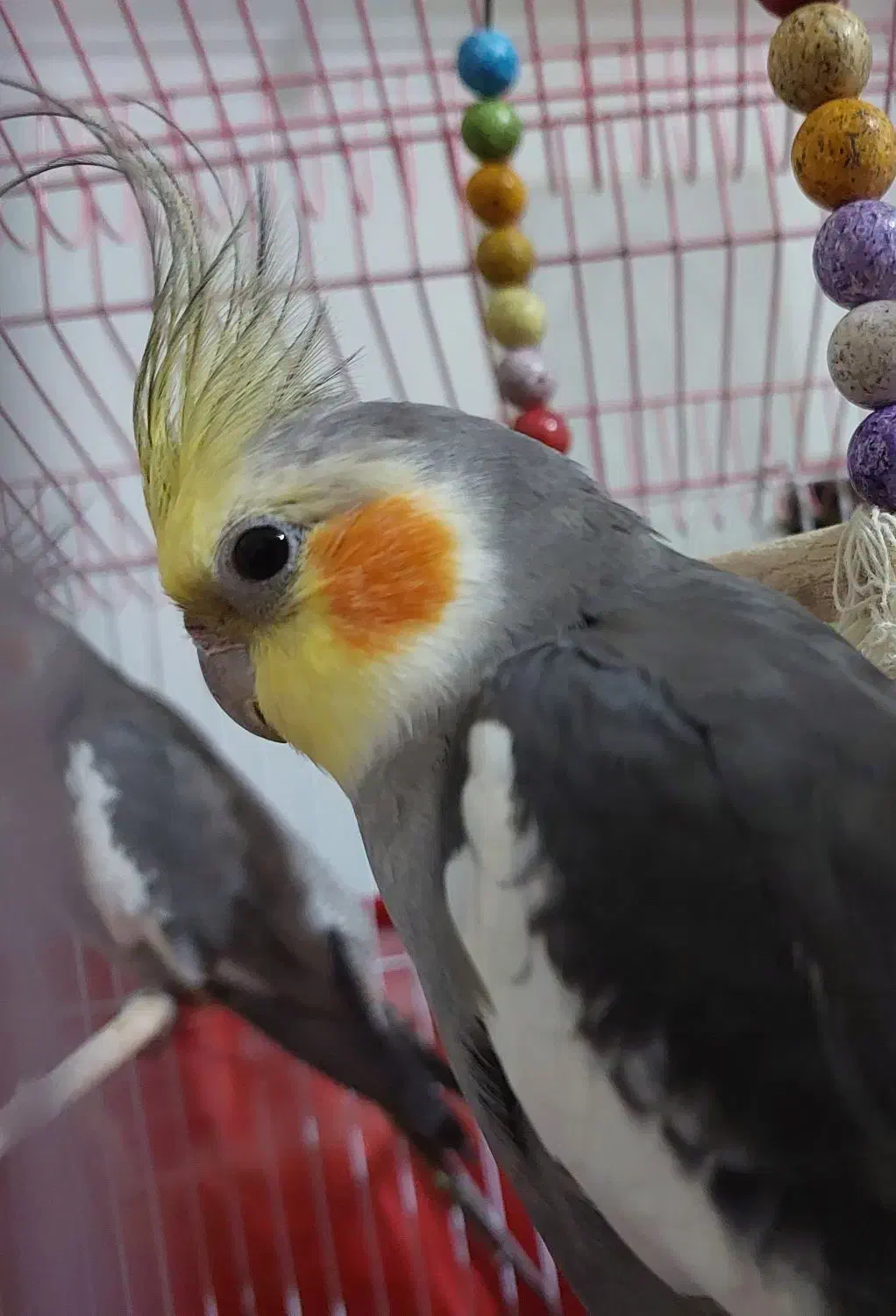 عروس هلندی نر(خاکستری)|پرنده|تنکابن, |دیوار