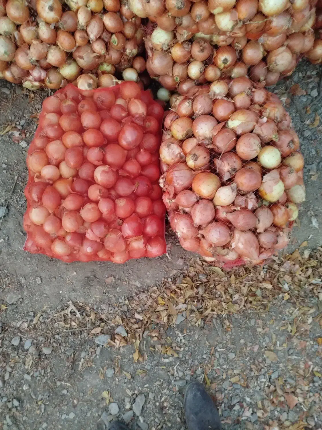 پیاز زرد|عمده‌فروشی|کنگاور, |دیوار