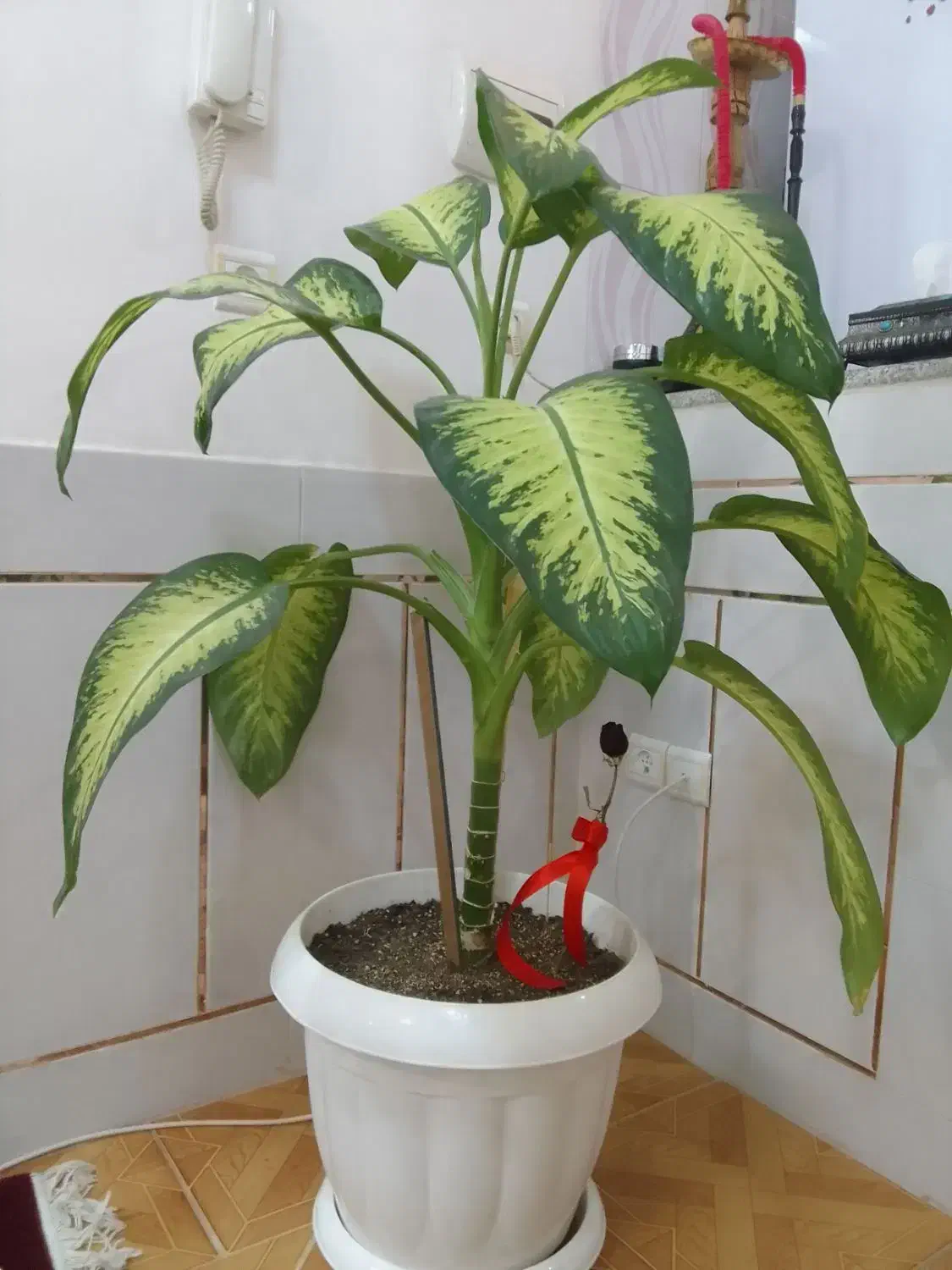 گل دیفن‌ باخیا شاداب سرحال|گل و گیاه طبیعی|شهرضا, |دیوار