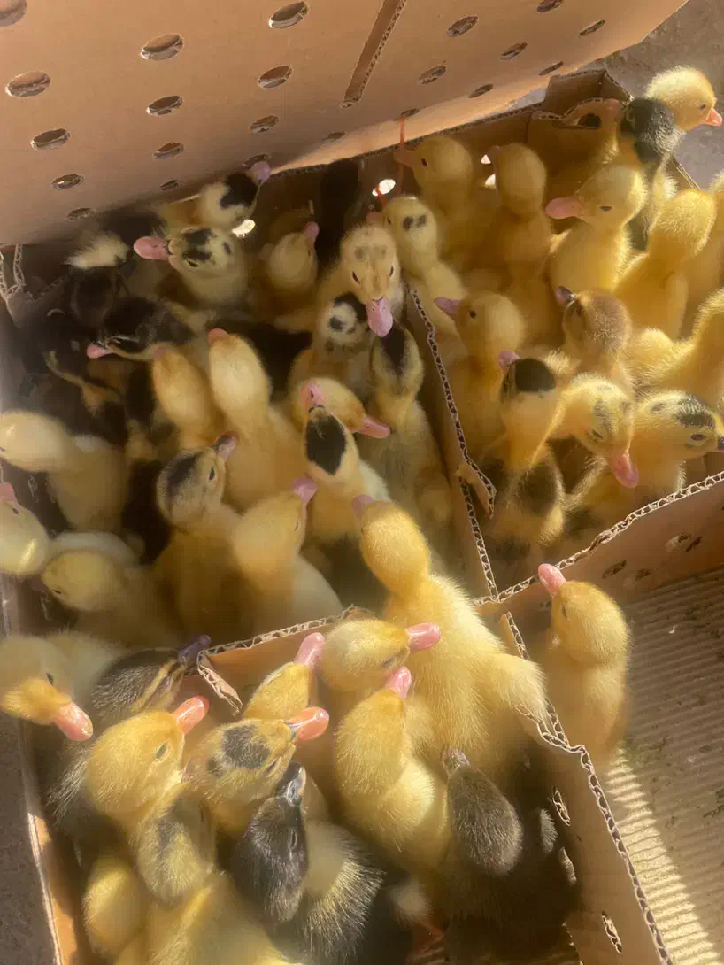 جوجه محلی اردک و رنگی|حیوانات مزرعه|برازجان, |دیوار