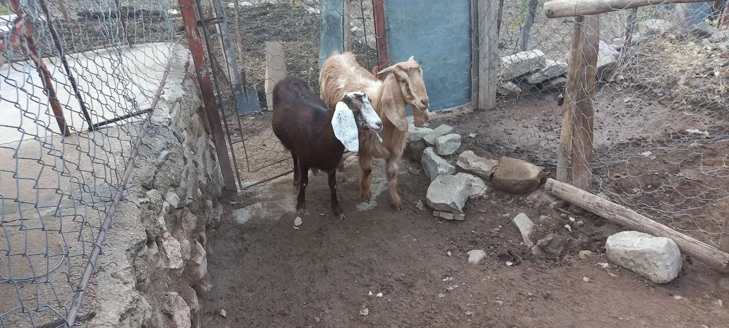 فروش بز|حیوانات مزرعه|سرپل ذهاب, |دیوار