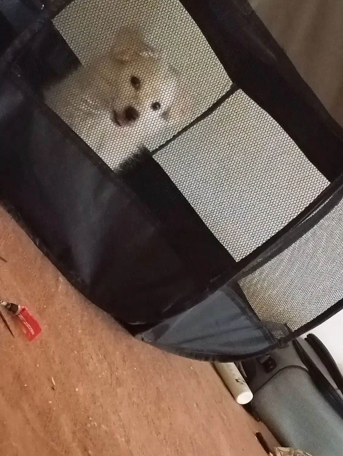 فروش سگ شیتزو پنج ماهه کاملن سالم  ماده|سگ|جم, |دیوار