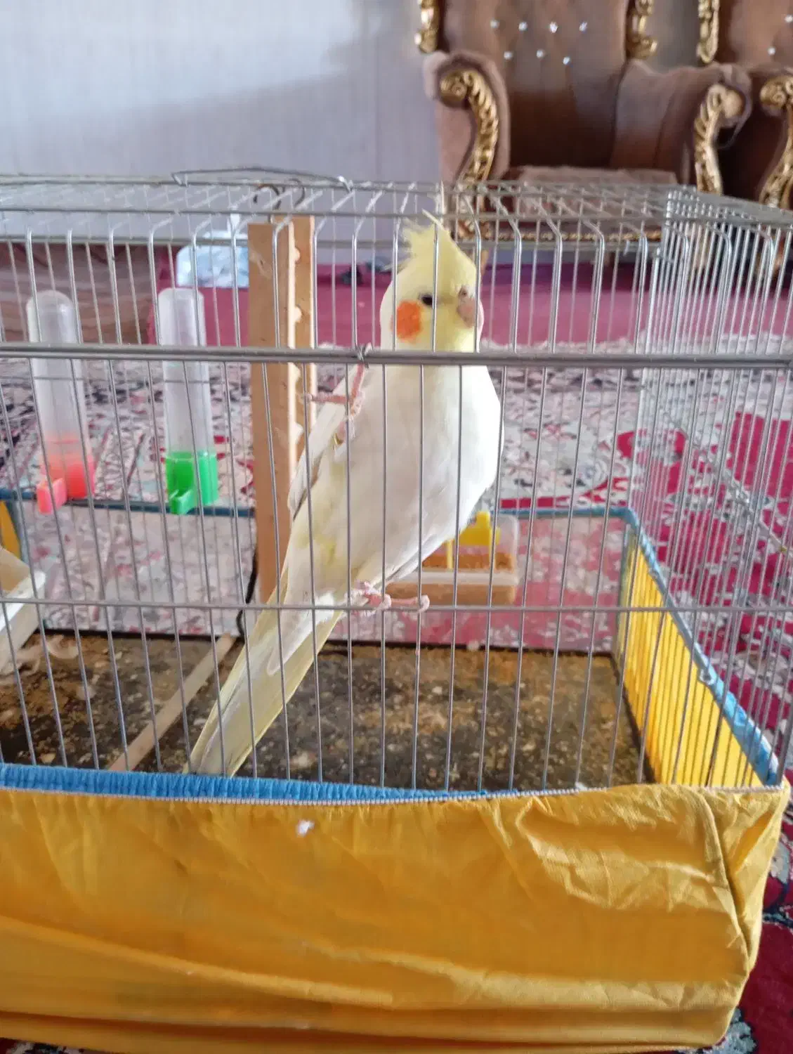 عروس هلندی|پرنده|فسا, |دیوار