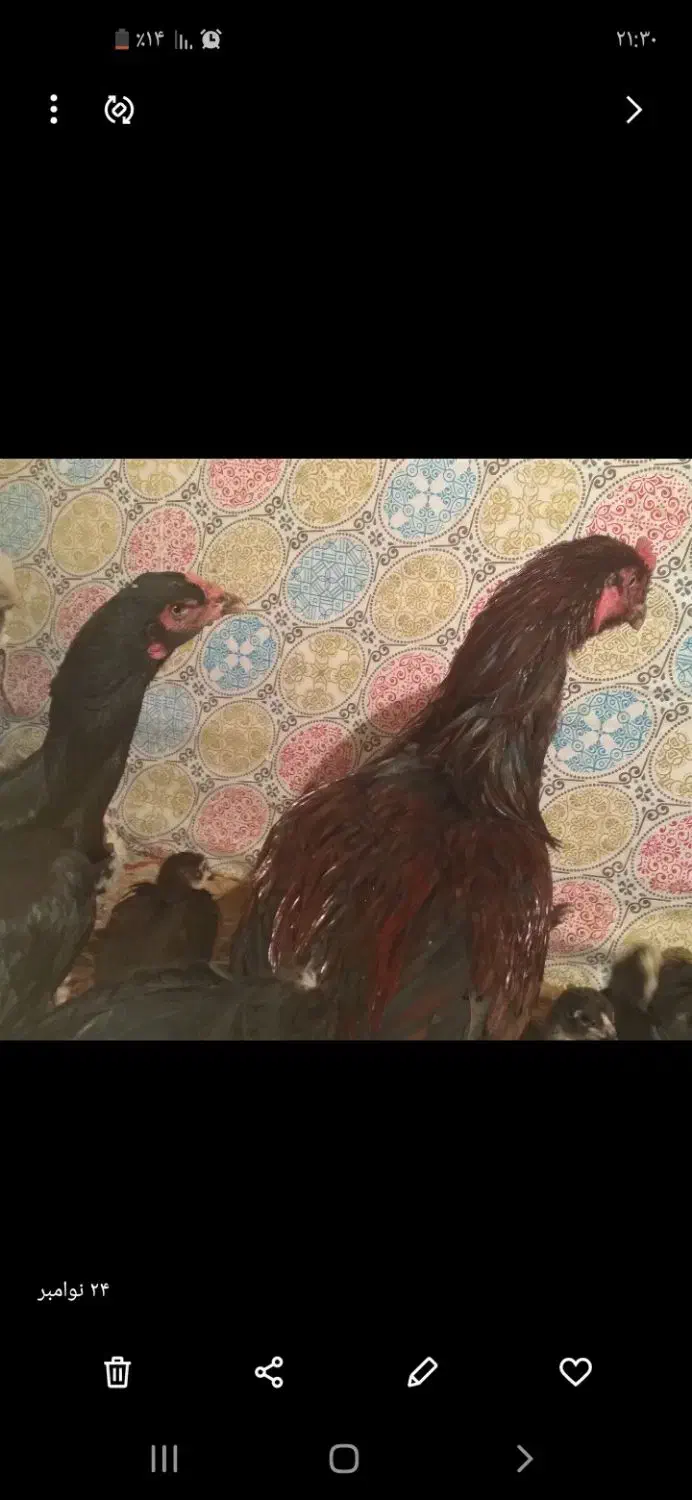 تعداد ۱۰ عدد جوجه لاری|حیوانات مزرعه|زهک, |دیوار