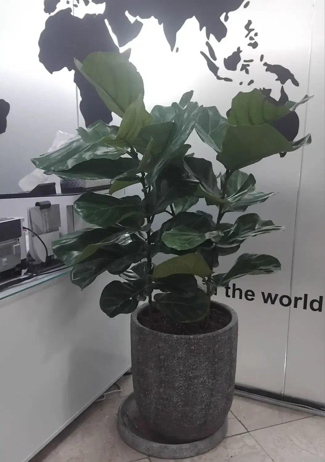 باغبانی سمپاشی گل آپارتمانی گلکاری هرس کردن|خدمات باغبانی و درختکاری|تهران, سید خندان (جلفا)|دیوار