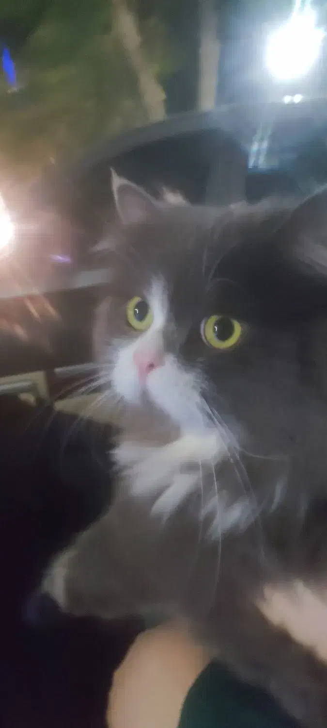 گربه بریتیش پرشین یک ساله|گربه|مهاباد (آذربایجان غربی), |دیوار