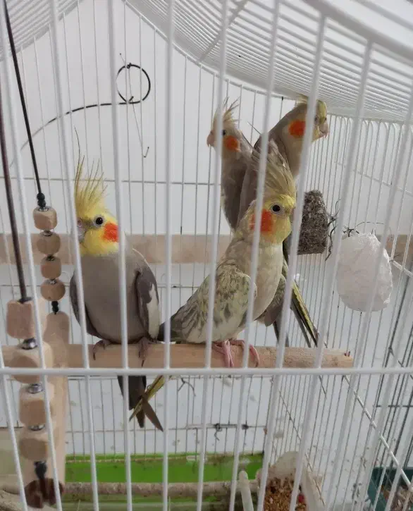 فروش ۶ عدد طوطی عروس با ۴ عدد بچه با قفس|پرنده|آستانه اشرفیه, |دیوار