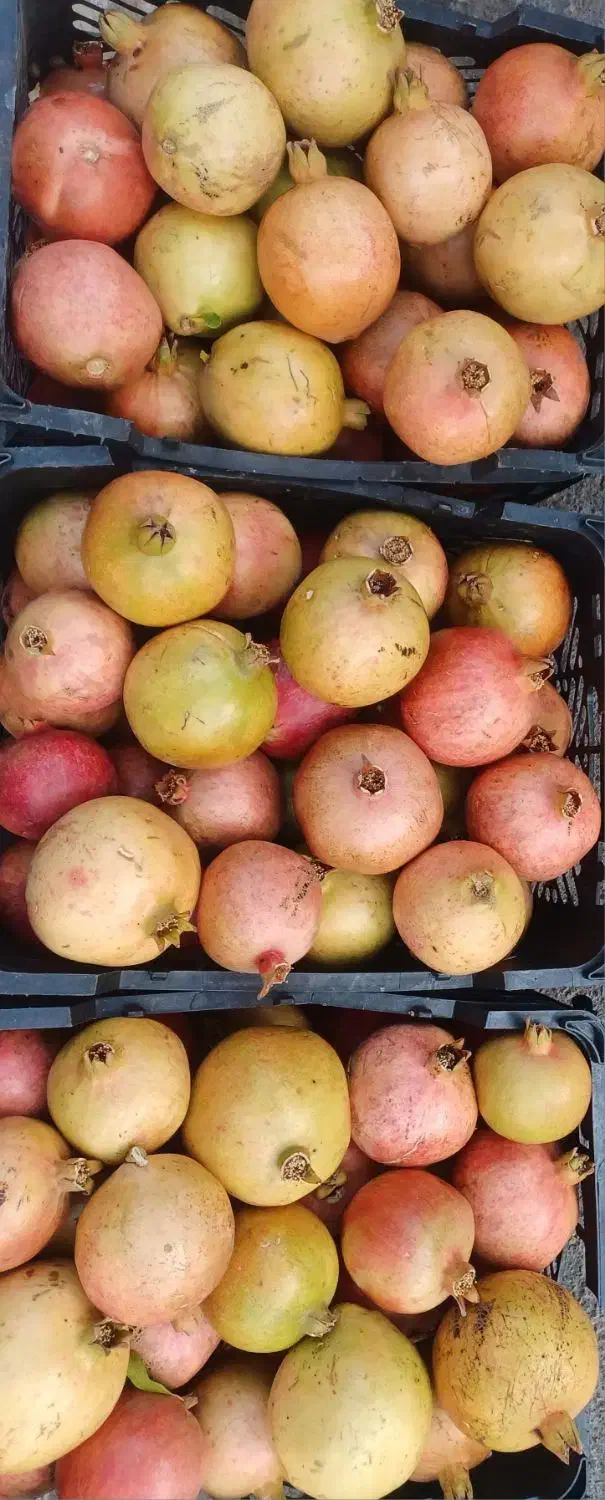 انار ملس مهریز|خوردنی و آشامیدنی|مهریز, |دیوار