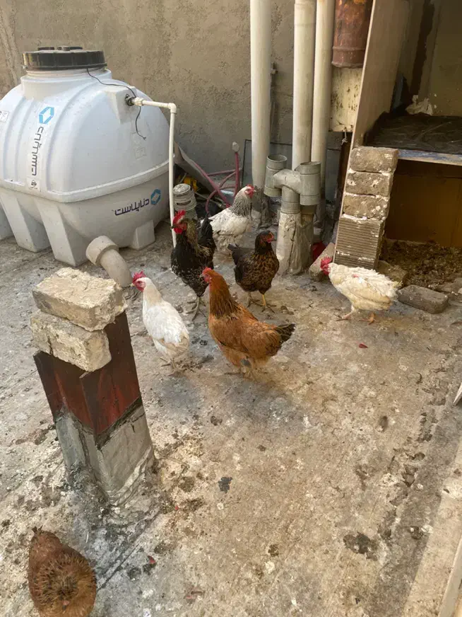 مرغ و خروس|حیوانات مزرعه|بومهن, |دیوار