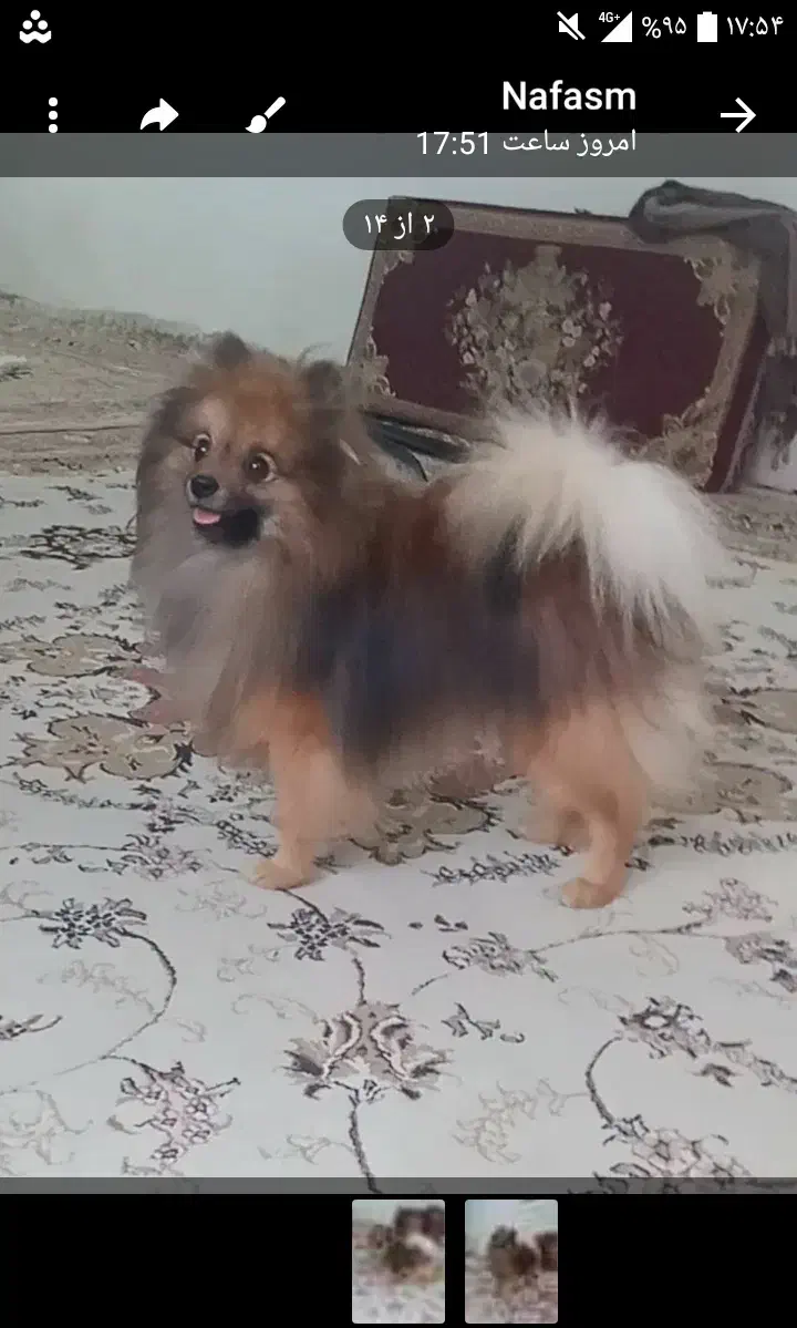 پامر نر|سگ|نیشابور, مازول|دیوار