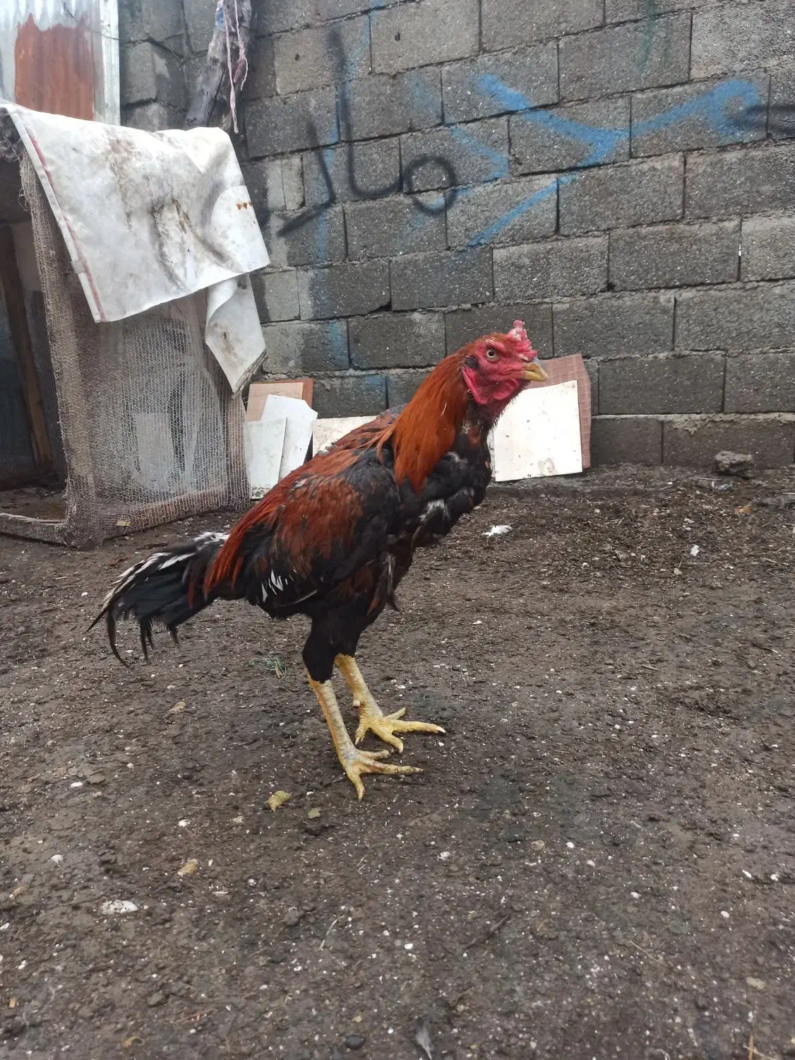 خروس لاری اصل|پرنده|حویق, |دیوار