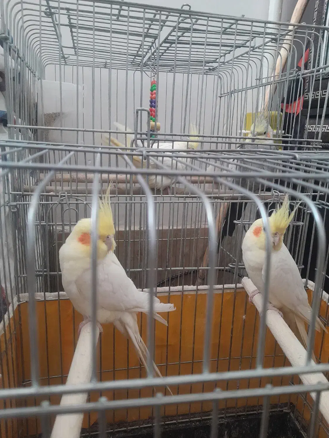 عروس هلندی|پرنده|مهریز, |دیوار