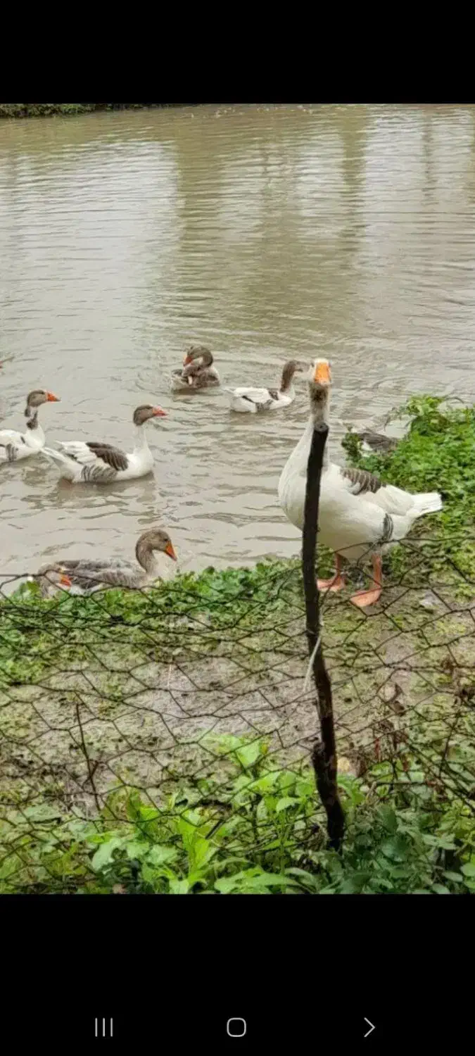 معاوضه غاز واردک با مرغ تخم گذار|حیوانات مزرعه|سنگر, |دیوار