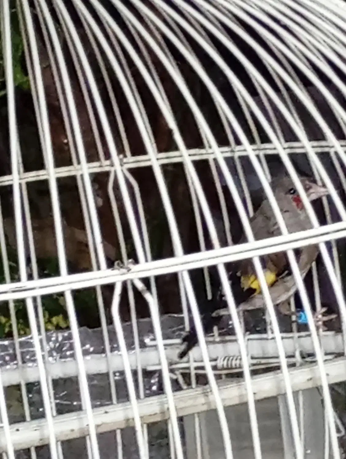 سهره|پرنده|زبرخان, |دیوار