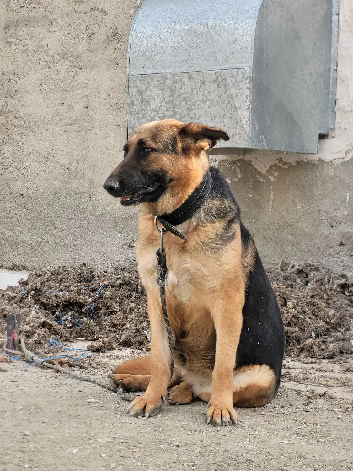 ژرمن کینگ ساز گرید A|سگ|ماهدشت, |دیوار