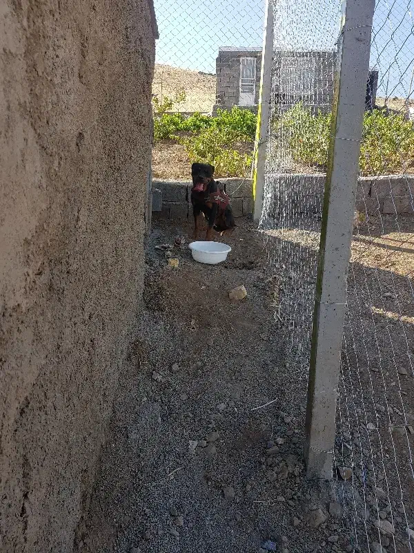 سگ روتوایلر|سگ|سنندج, |دیوار