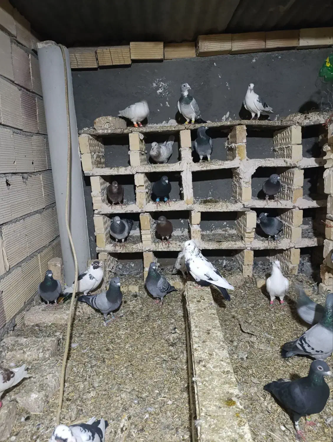 کبوتر|پرنده|مشهد, کارمندان دوم|دیوار