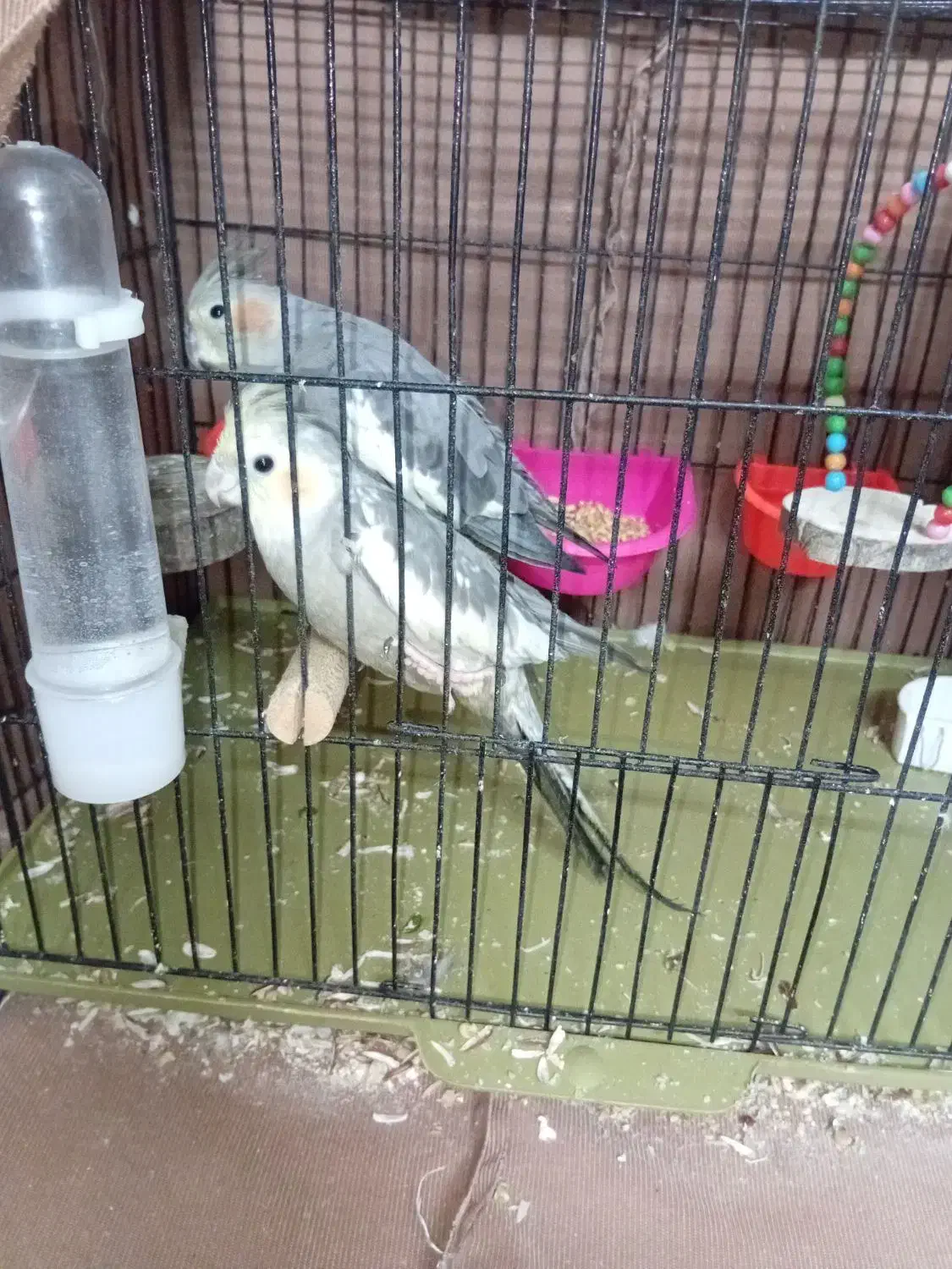 عروس هلندی|پرنده|پاکدشت, پاکدشت (مامازند)|دیوار