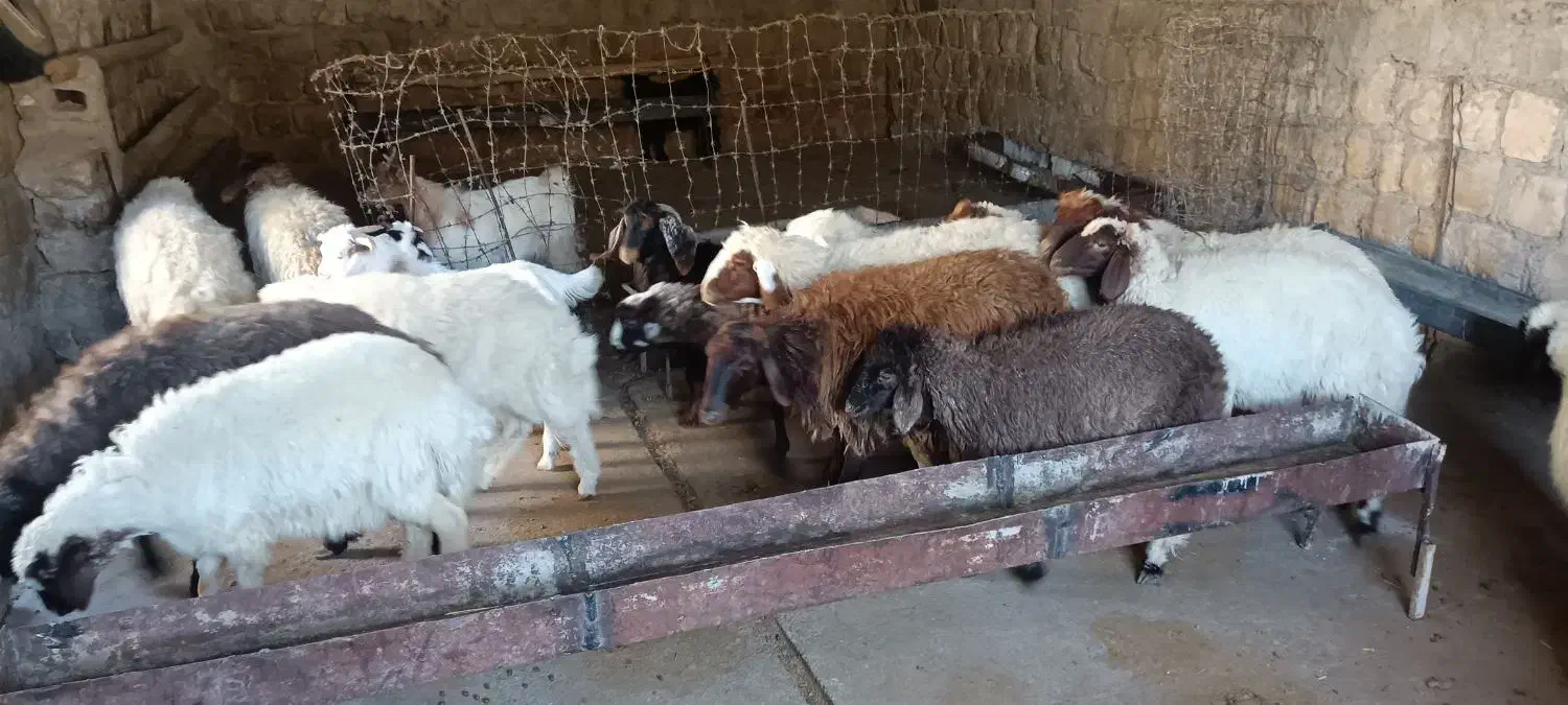 15بره صادراتی|حیوانات مزرعه|سیوان, |دیوار