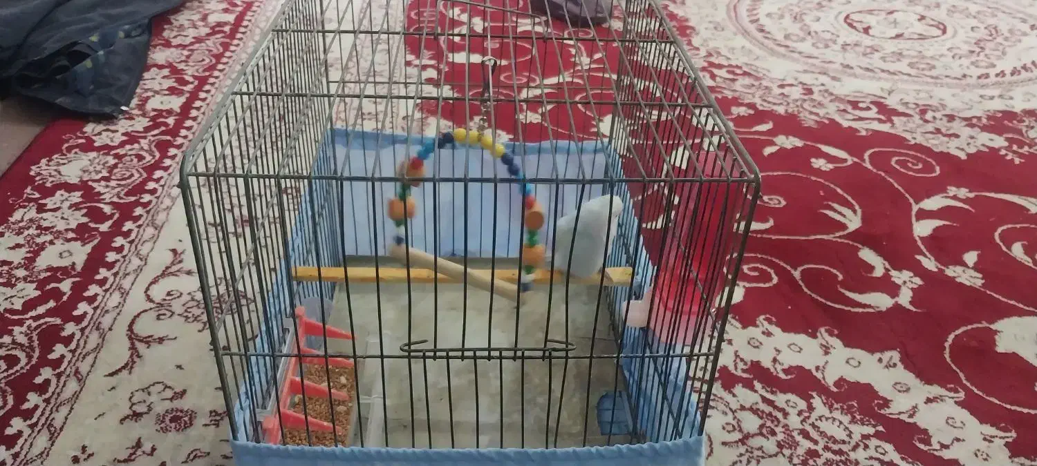 مرغ عشق|پرنده|تبریز, |دیوار