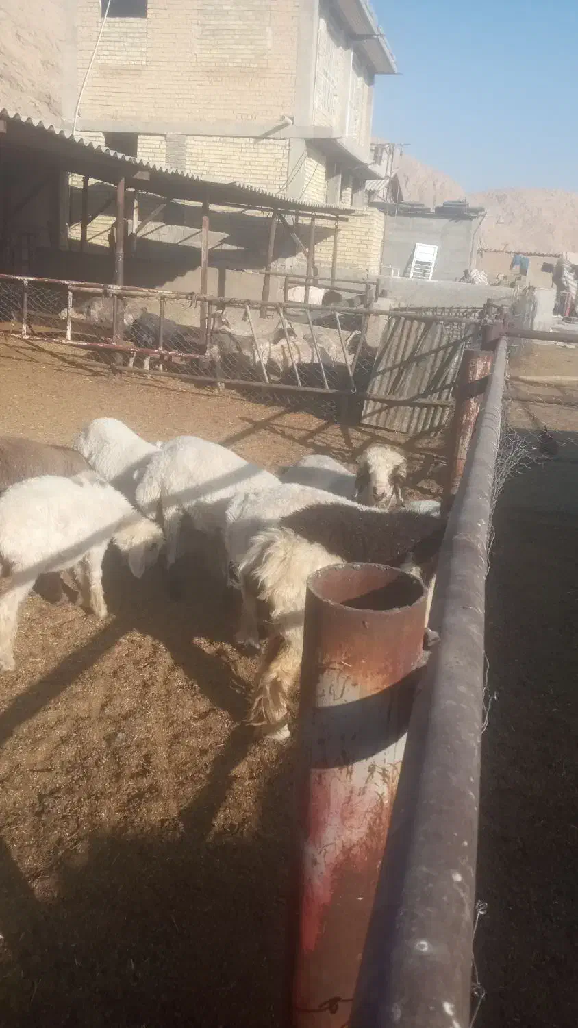 با سلام بره چاق پرواری گوشتی به فروش میرسد|حیوانات مزرعه|مرودشت, مجد آباد|دیوار