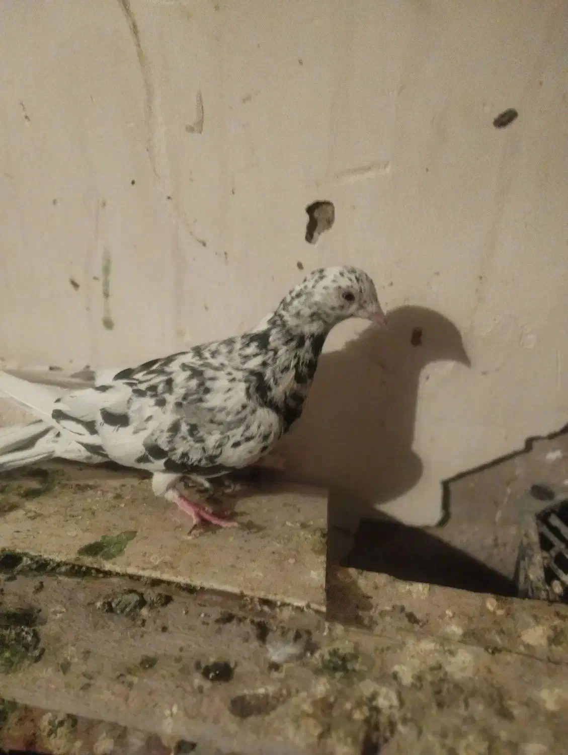 کبوتر اشعل کوهی دورگ طوقی|پرنده|اهواز, کیانپارس |دیوار