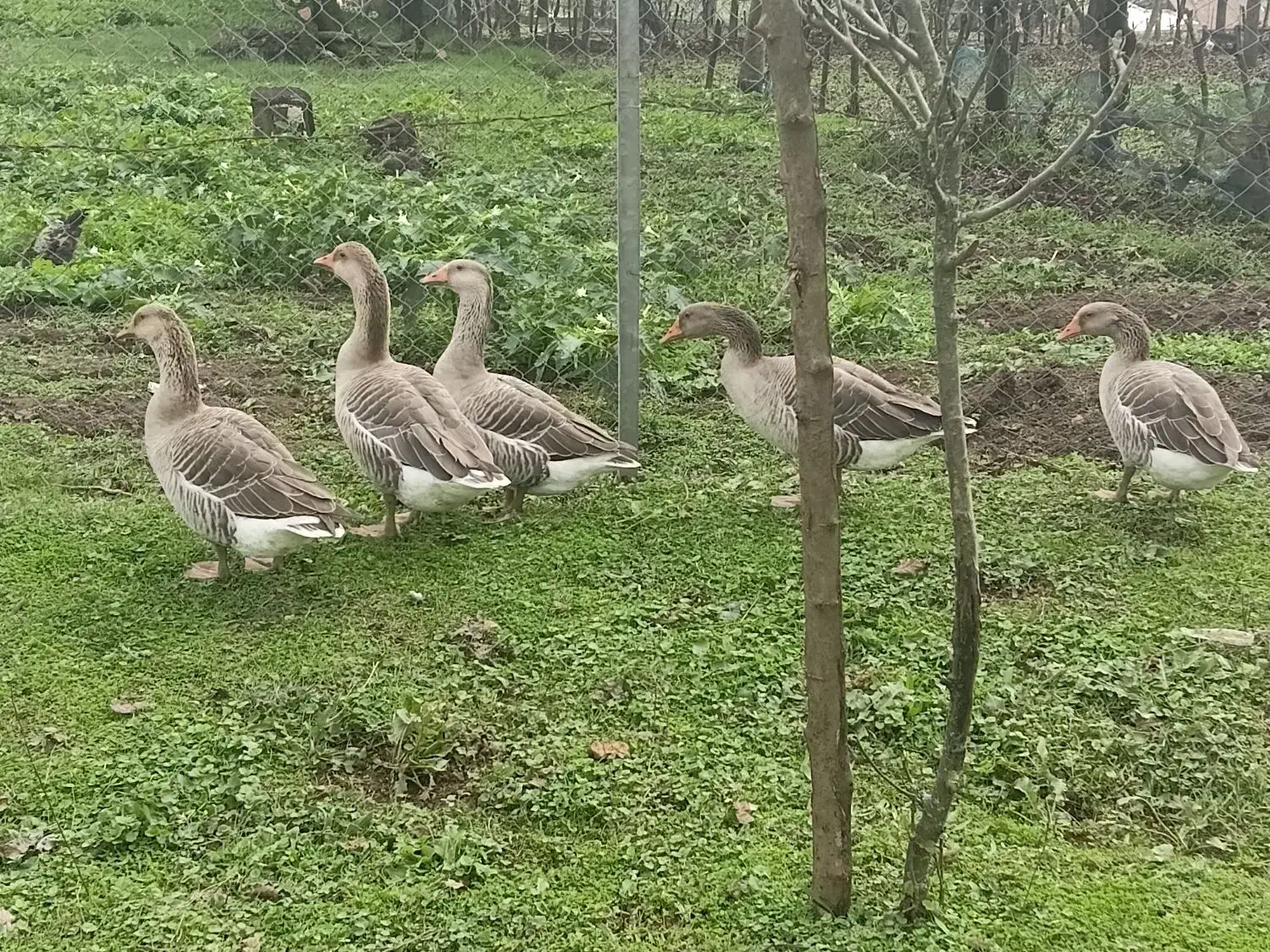 غاز|حیوانات مزرعه|تالش, تالش|دیوار