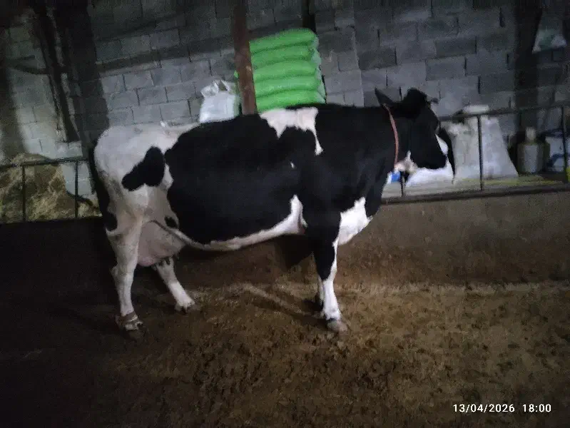 گاو|حیوانات مزرعه|صالح آباد, |دیوار