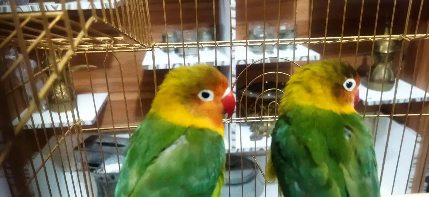 طوطی برزیلی|پرنده|سمنان, |دیوار
