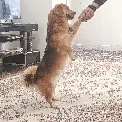 فروش سگ|سگ|مرودشت, ثبت احوال|دیوار